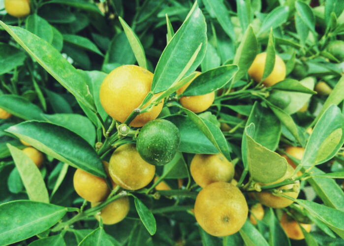 All About Growing Fruit Trees